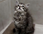 Кошки в Москве: Чудесный котенок Майя ищет дом  Девочка, Бесплатно - фото 3