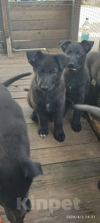 Собаки в других городах Краснодарского края: Щенок немецкой овчарки( мальчик) Мальчик, 16 000 руб. - фото 2