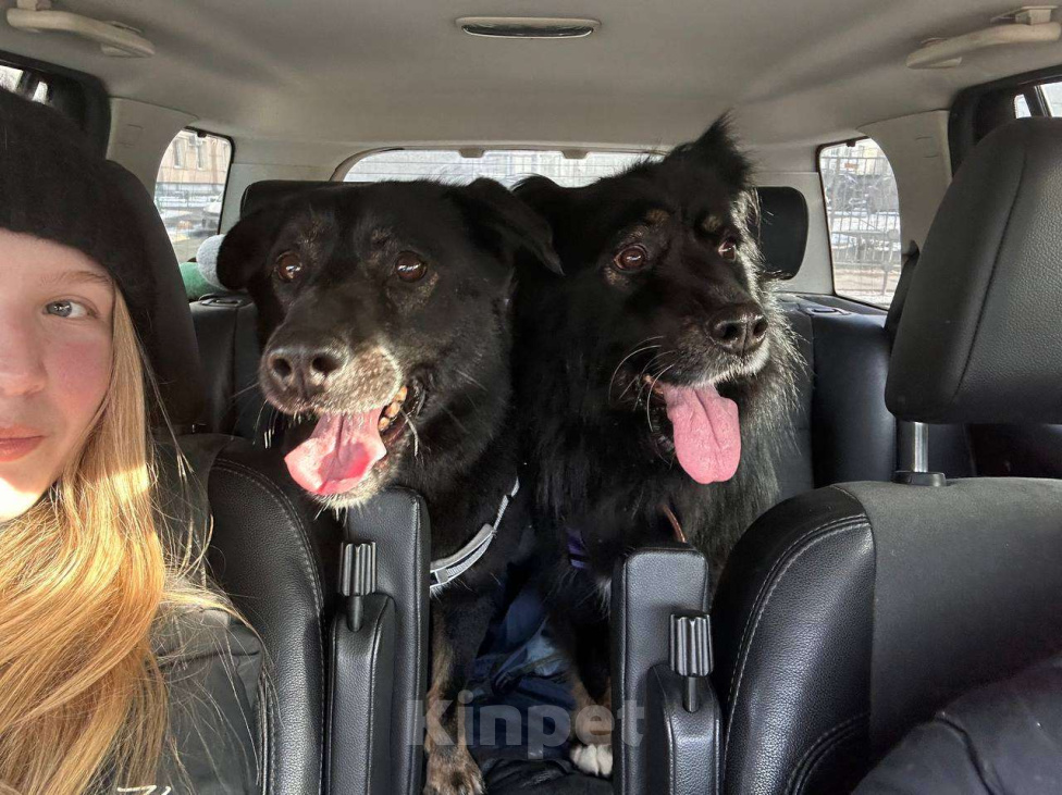 Собаки в Москве: Замечательные брюнетки Девочка, Бесплатно - фото 6