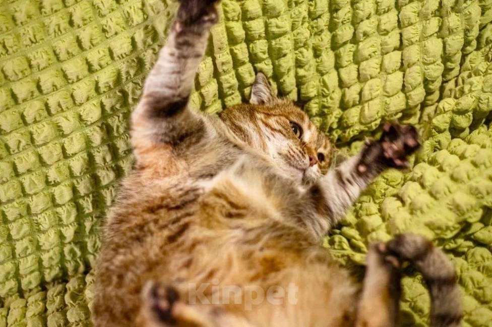 Кошки в Москве: Кругленькая очаровашка кошка Шерочка в дар Девочка, Бесплатно - фото 7