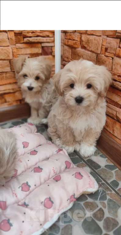 Собаки в Воронеже: Мальтипу девочка Девочка, 65 000 руб. - фото 2