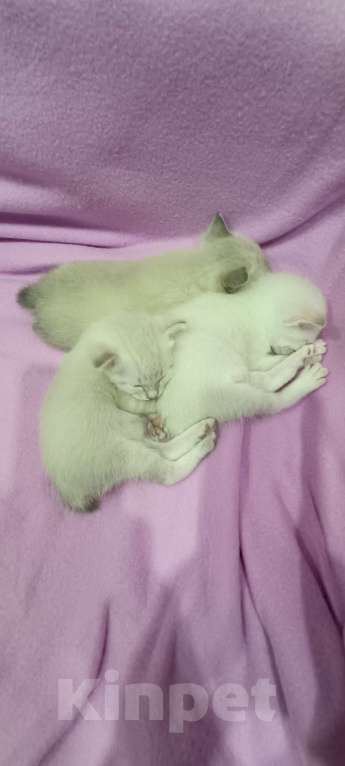 Кошки в Кропоткине: Котенок меконгского бобтейла.  Мальчик, 10 000 руб. - фото 2