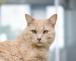 Кошки в Москве: котик Атлет в добрые руки Мальчик, Бесплатно - фото 1
