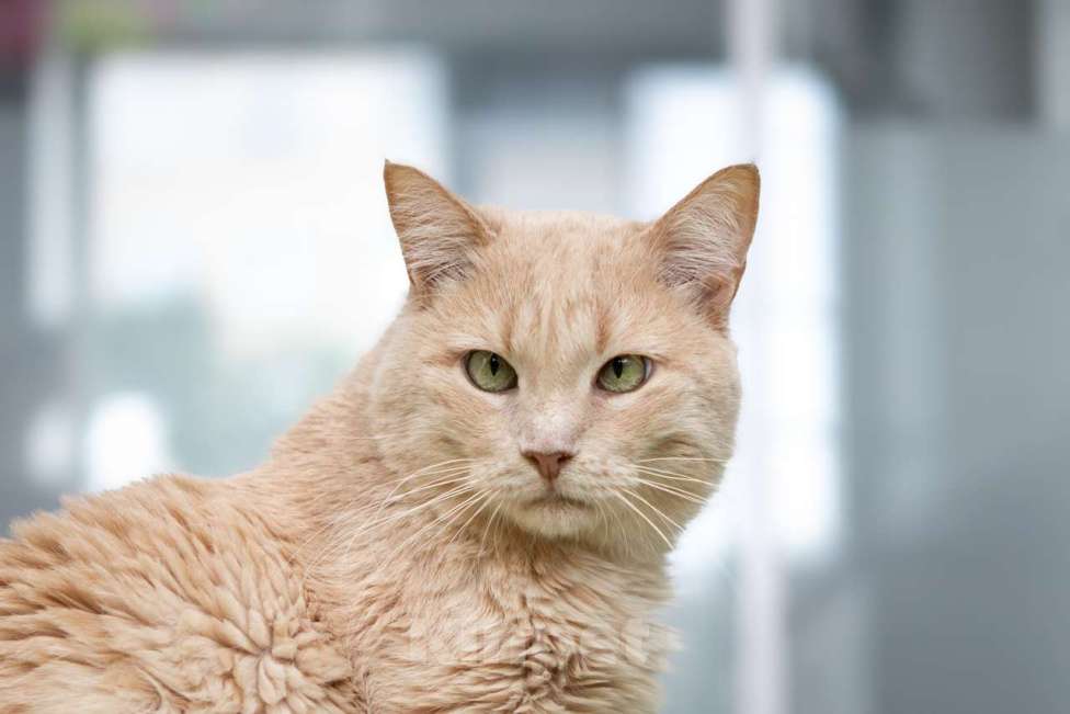 Кошки в Москве: котик Атлет в добрые руки Мальчик, Бесплатно - фото 1