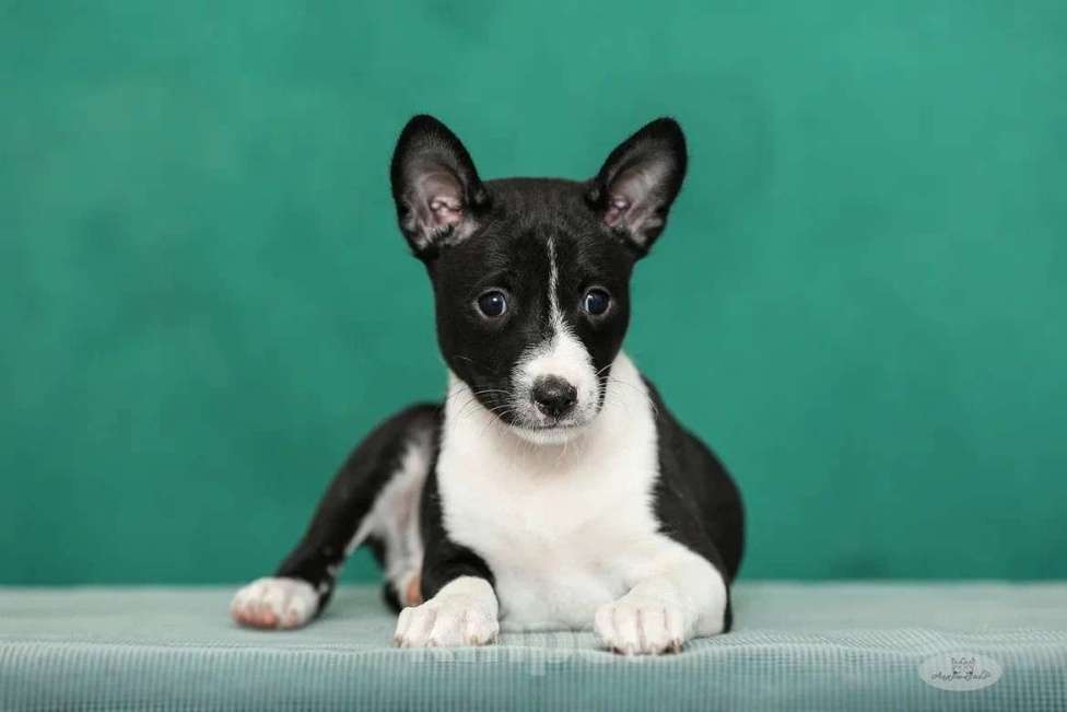 Собаки в Москве: Щенок басенджи 3 мес Мальчик, Бесплатно - фото 6