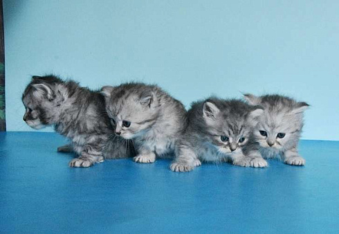 Сибирские котики богатыри