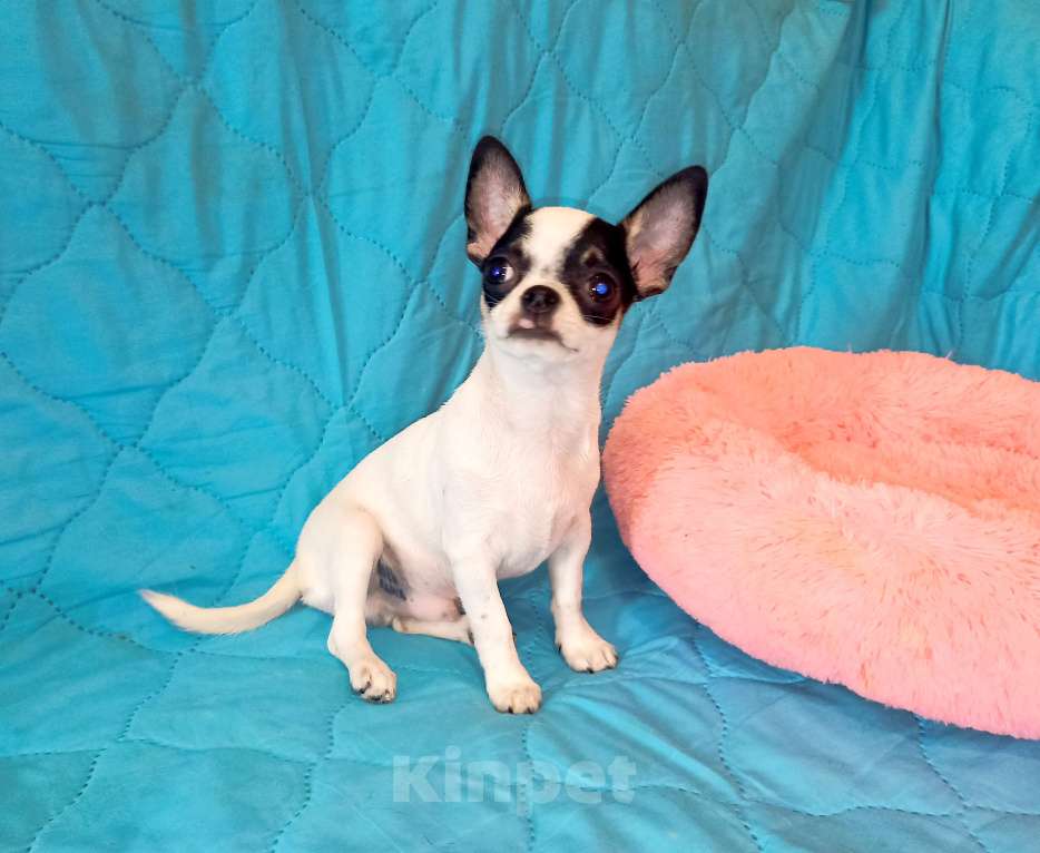 Собаки в Москве: Чихуахуа щенки Мальчик, 30 000 руб. - фото 4