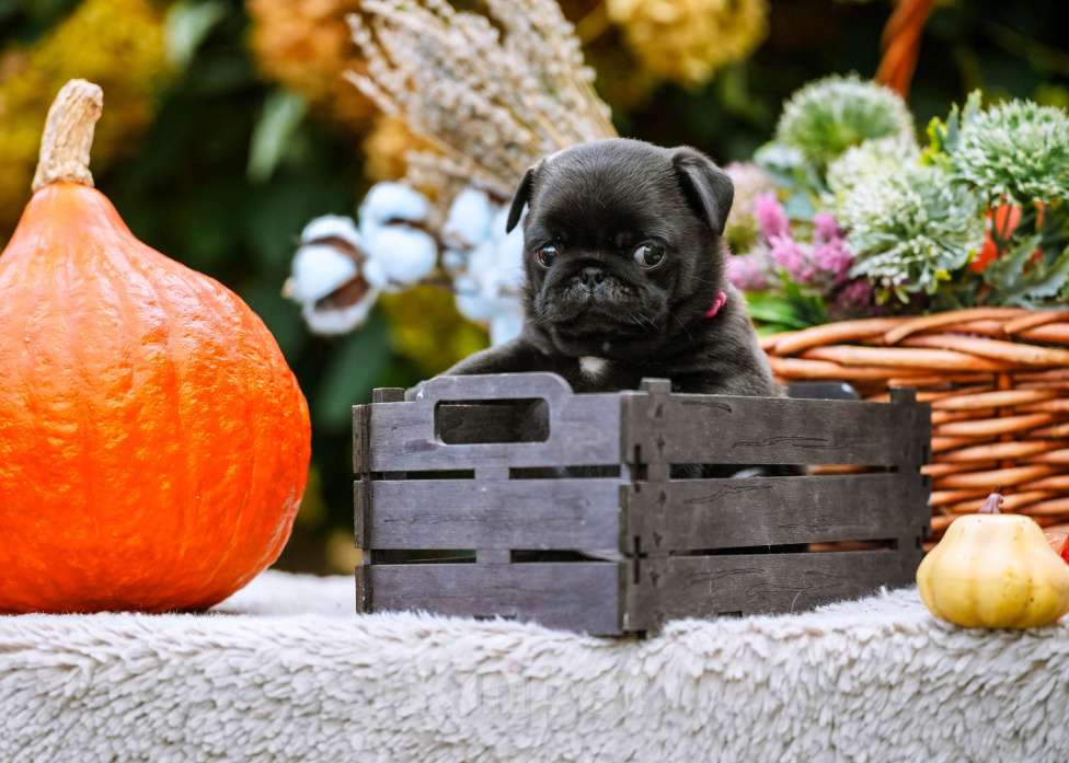 Собаки в Новосибирске: Мопс Сильвана Ветрокрылая Девочка, 60 000 руб. - фото 4