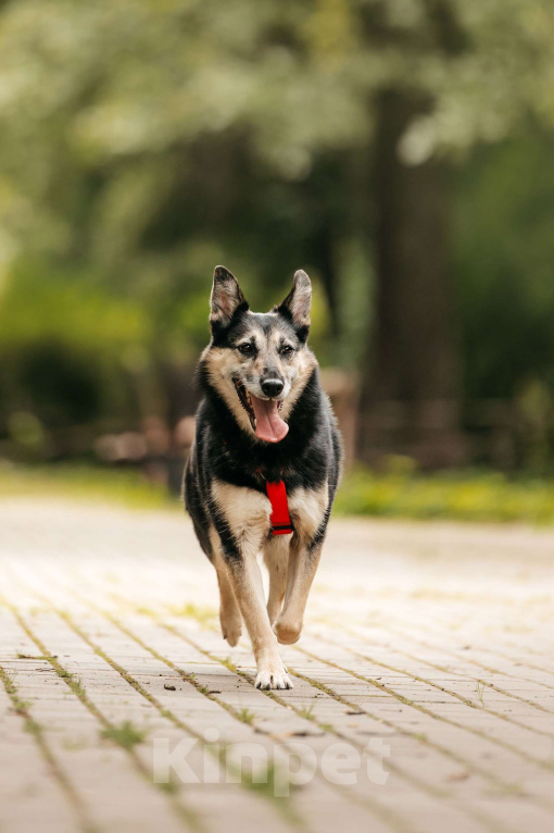 Собаки в Москве: Милая Элси в добрые руки Девочка, Бесплатно - фото 4