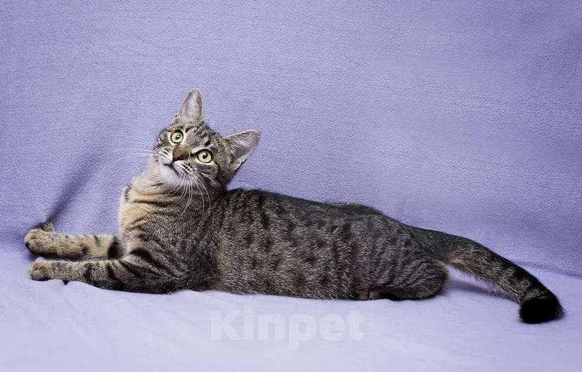 Кошки в Москве: Кошка Незабудка ждет свою счастливую минутку Девочка, Бесплатно - фото 3