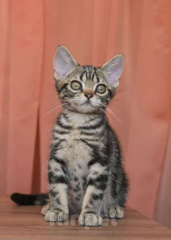 Кошки в Москве: Котенок Американской короткошерстной породы Мальчик, 75 000 руб. - фото 3