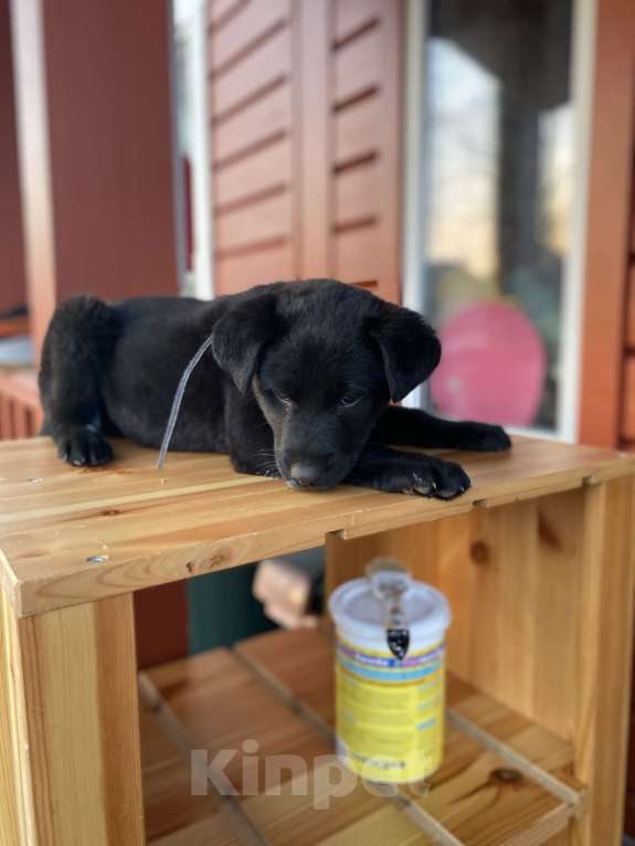 Собаки в Белоозёрском: Отдаем малышку Девочка, Бесплатно - фото 3