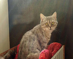 Кошки в Калуге: Юна — молодая шотландская кошка в добрые руки. Девочка, Бесплатно - фото 3