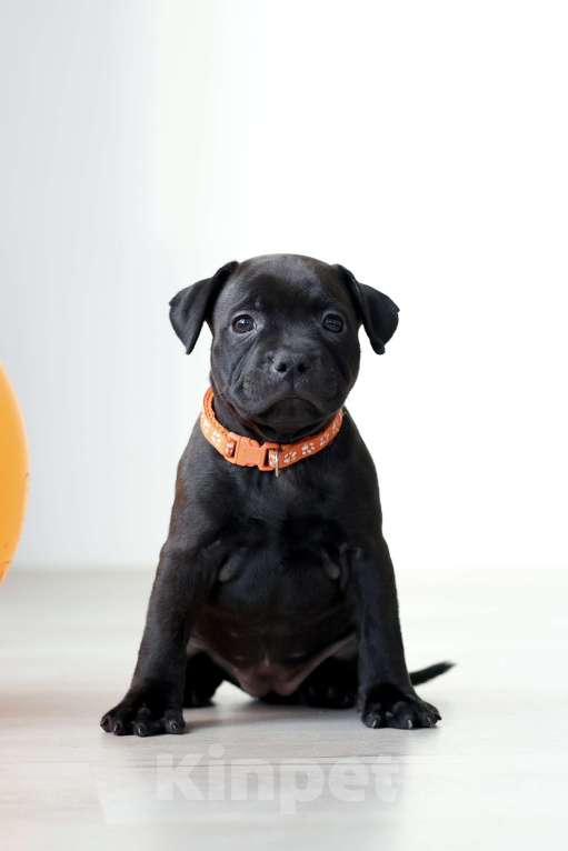 Собаки в Воронеже: щенки стаффи/ стаффордширский бультерьер Мальчик, 35 000 руб. - фото 1