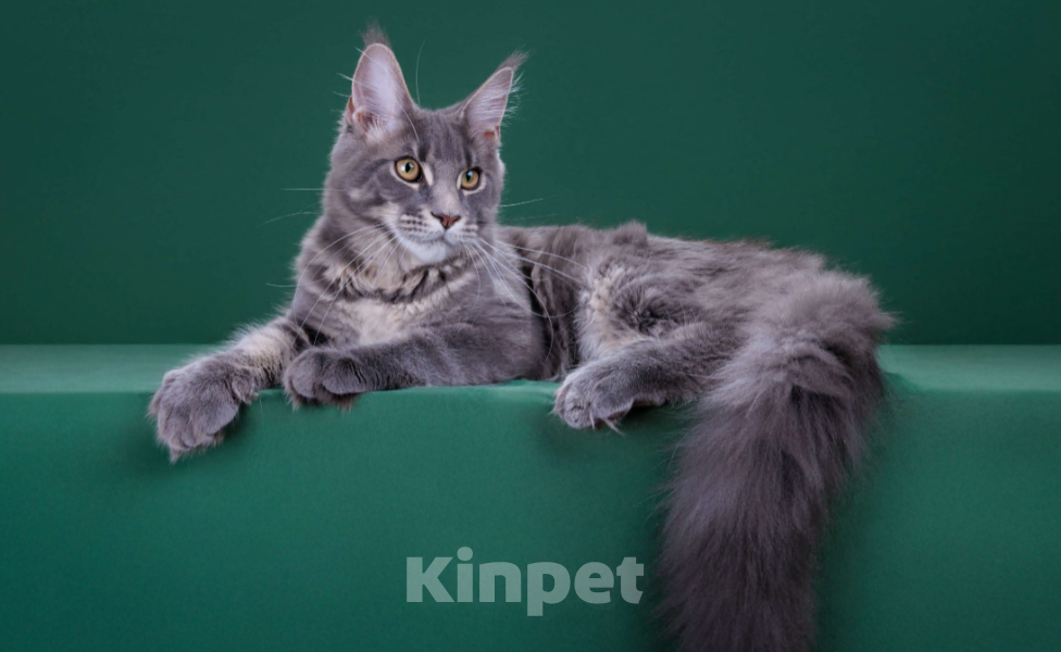 Кошки в Красногорске: Котенок мейн кун Мальчик, 45 000 руб. - фото 2