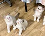 Кошки в Москве: Биколор котята Рэгдолл  Девочка, 40 000 руб. - фото 1