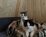 Кошки в Санкт-Петербурге: Две прекрасные кошечки ищут дом Девочка, 1 руб. - фото 4