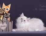 Кошки в Астрахани: Невские маскарадные котята, 35 000 руб. - фото 7