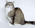 Кошки в Новосибирске: Сибирская кошечка в поисках дома!, Бесплатно - фото 2