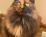Кошки в Малоархангельске: Ласковая и Стерилизованная кошка, Бесплатно - фото 1