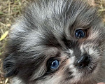 Собаки в Перми: Щенки шпица мраморного окраса Девочка, 60 000 руб. - фото 1