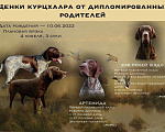 Собаки в Белово: Продаются щенки курцхаара от дипломированных,рабочих родителей Мальчик, 20 000 руб. - фото 7