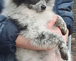 Собаки в Пятигорске: Мраморная девочка  Девочка, 27 500 руб. - фото 7