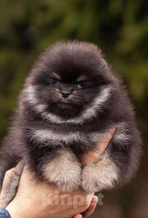 Собаки в Москве: померанский шпиц Девочка, 65 000 руб. - фото 2