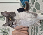 Кошки в Уфе: Котёночек симка Девочка, Бесплатно - фото 1