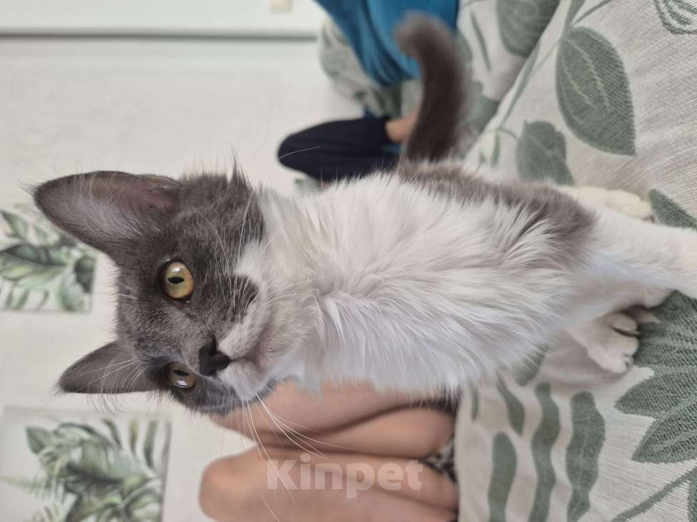 Кошки в Уфе: Котёночек симка Девочка, Бесплатно - фото 1