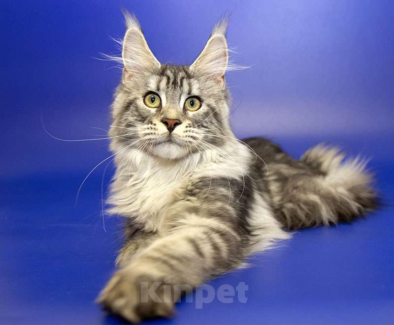 Кошки в Москве: Котенок Мейн Кун Девочка, Бесплатно - фото 5