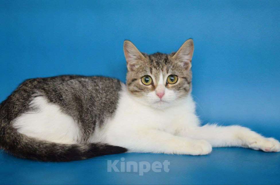 Кошки в Москве: Обычные котята Сёма и Сева ищут дом Мальчик, Бесплатно - фото 2