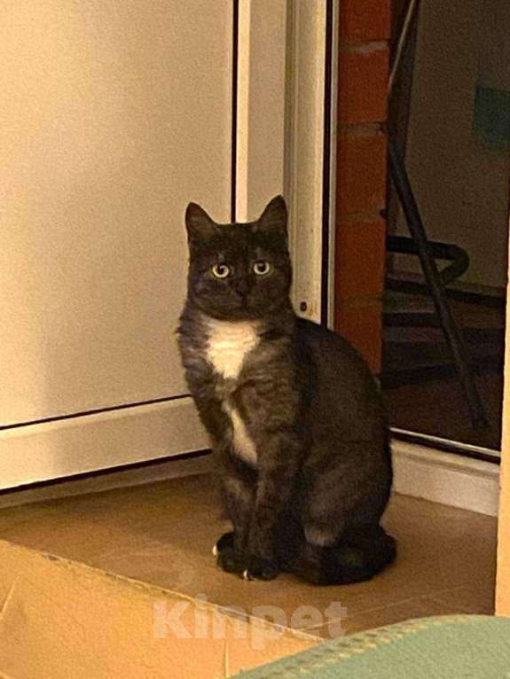 Кошки в Москве: Дымчатая британка Варя ищет дом Девочка, Бесплатно - фото 2