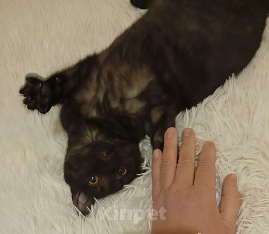 Кошки в Санкт-Петербурге: Кошечка подросток  окрас «темный дым» Девочка, Бесплатно - фото 2