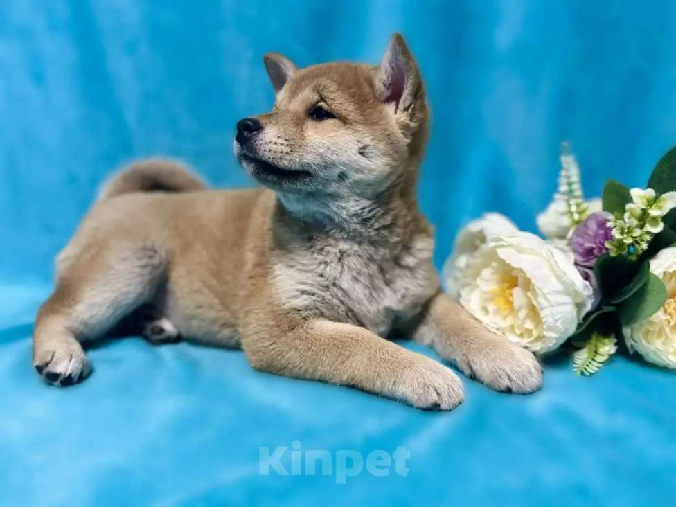 Собаки в Электрогорске: Щенки Сиба Ину Мальчик, 45 000 руб. - фото 1