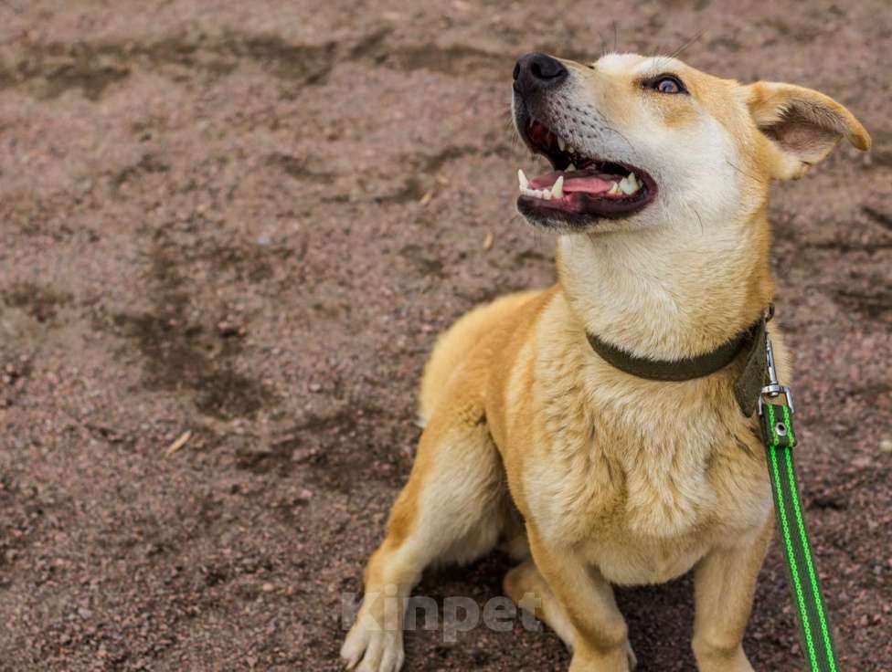 Собаки в Санкт-Петербурге: Собачка размером с корги ищет дом Девочка, Бесплатно - фото 5