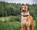 Собаки в других городах Владимирской области: Рыжая принцесса в добрые руки Девочка, Бесплатно - фото 5