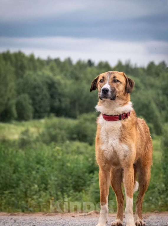 Собаки в других городах Владимирской области: Рыжая принцесса в добрые руки Девочка, Бесплатно - фото 5