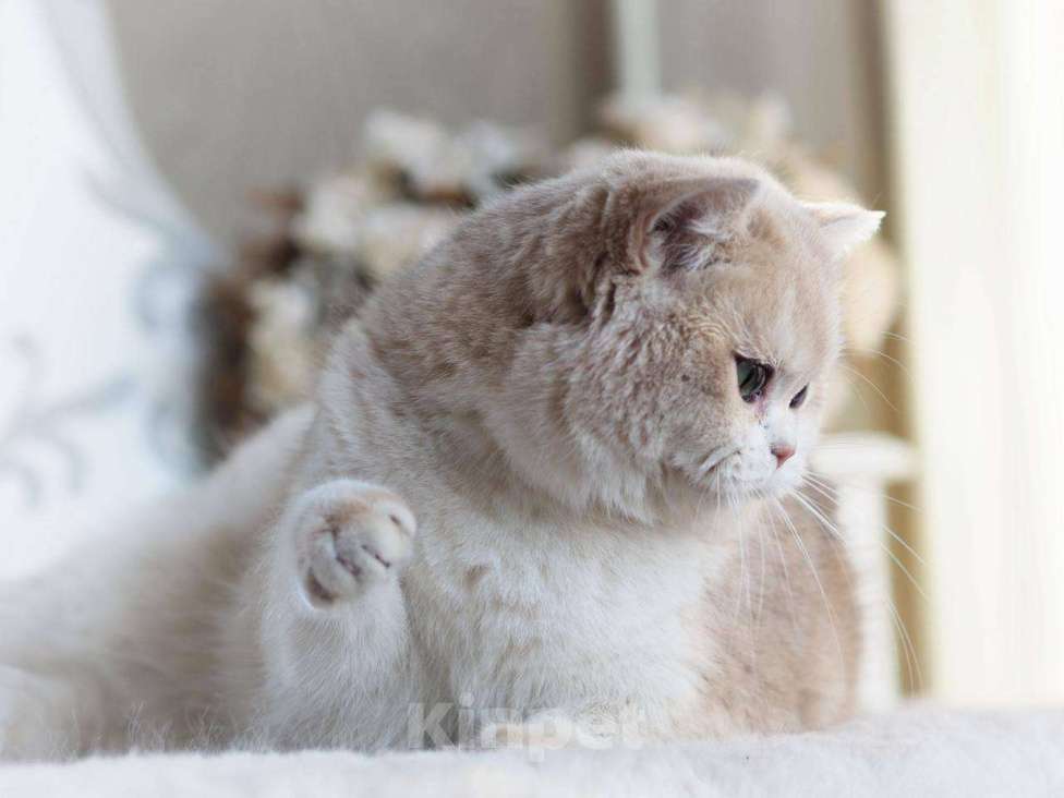 Кошки в Москве: Британская кошечка для разведения Девочка, 100 000 руб. - фото 9