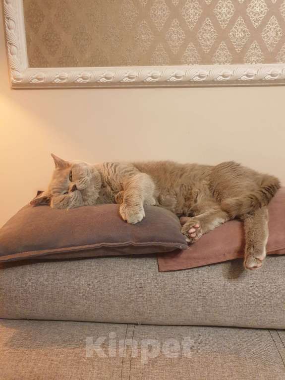 Кошки в Москве: Ищем кошку на вязку, любой породы.  Мальчик, 1 руб. - фото 2