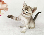 Кошки в Петергофе: тонкинские котята Девочка, 65 000 руб. - фото 4
