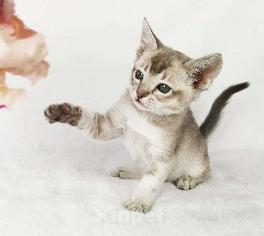 Кошки в Петергофе: тонкинские котята Девочка, 65 000 руб. - фото 4