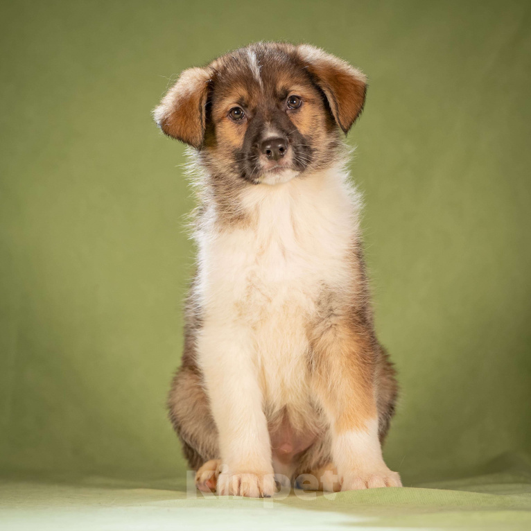 Собаки в Клине: Арахис - статный симпатяга Мальчик, Бесплатно - фото 3