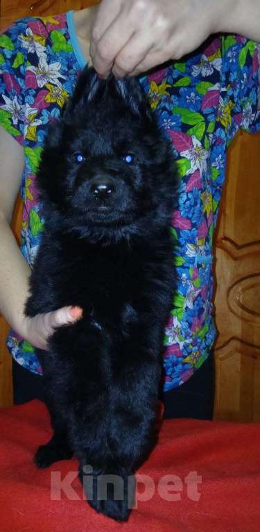 Собаки в Москве: Щенки немецкой овчарки Девочка, 80 000 руб. - фото 2