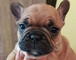 Собаки в Москве: Щенки французского бульдога Разнополые, 45 000 руб. - фото 6