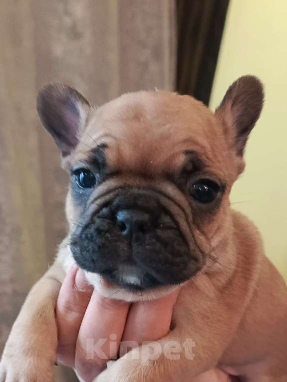 Собаки в Москве: Щенки французского бульдога Разнополые, 45 000 руб. - фото 6