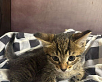 Кошки в Новокузнецке: Красивая кошечка  Девочка, Бесплатно - фото 1