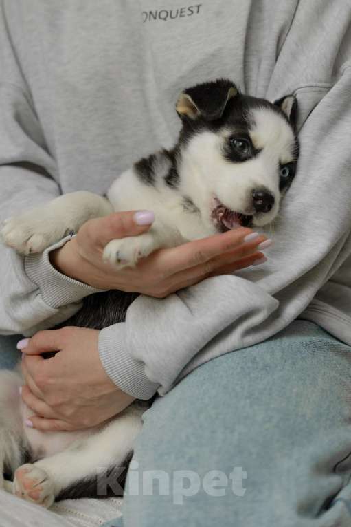 Собаки в Москве: Щенок белый с черными пятнами голубые глаза ищет дом Девочка, Бесплатно - фото 5