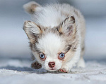 Собаки в Обнинске: Девочки чихуахуа меоле лиловая и шоколадная, голубые глаза Девочка, 60 000 руб. - фото 2