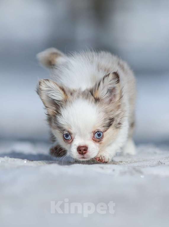 Собаки в Обнинске: Девочки чихуахуа меоле лиловая и шоколадная, голубые глаза Девочка, 60 000 руб. - фото 2